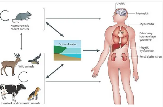 Gambar 2. Penularan dan manifestasi leptosirosis 20