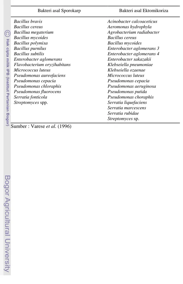 Tabel  3    Jenis–jenis  bakteri  yang  ditemukan  dari  sporokarp  Suillus  grevillei  dan  ektomikoriza 