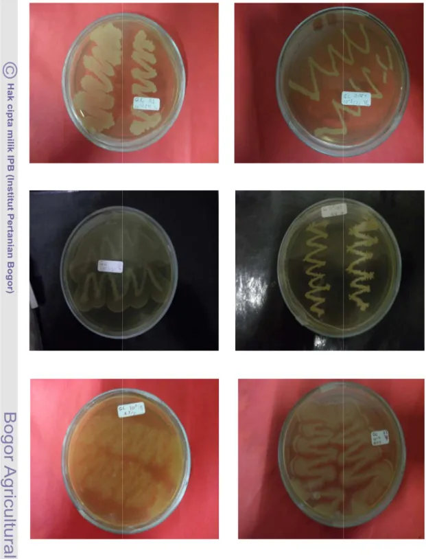Gambar 2  Jenis- jenis bakteri yang ditemukan dari spora FMA jenis bakteri yang ditemukan dari spora FMA