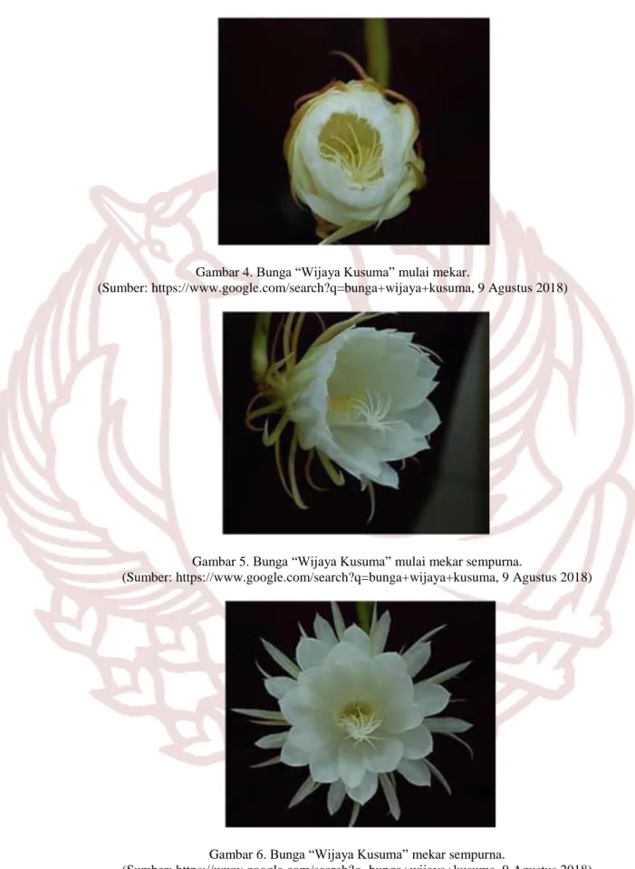 Gambar 5. Bunga “Wijaya Kusuma” mulai mekar sempurna. 