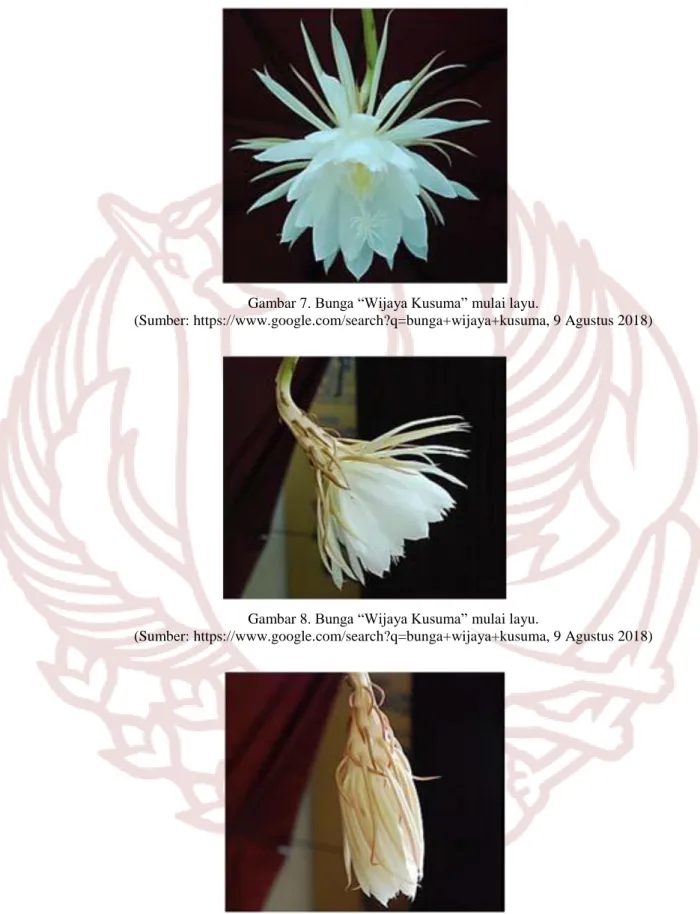 Gambar 8. Bunga “Wijaya Kusuma” mulai layu. 