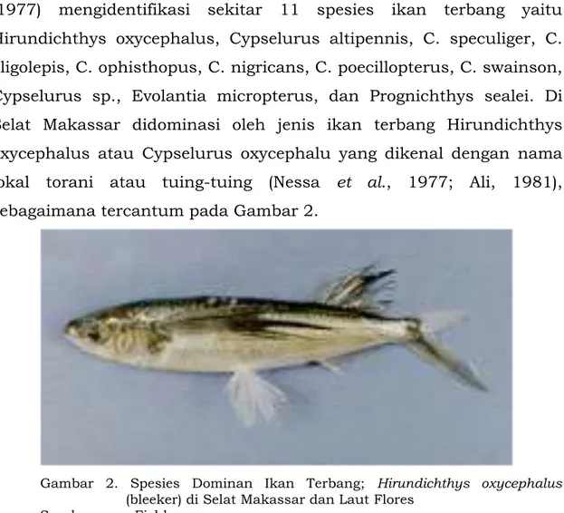 Gambar  2.  Spesies  Dominan  Ikan  Terbang;  Hirundichthys  oxycephalus  (bleeker) di Selat Makassar dan Laut Flores  