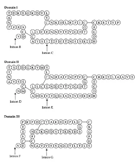Gambar 2.5  Tiga domain fungsional dari ovomucoid dari ayam dan tingkat kesamaan pada urutan antara domain asam amino dan tingkat nukleotida