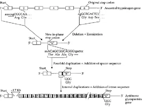 Gambar 2.6. jalur evolusi dari gen leluhur tripsinogen (Sumber: Graur, 2000).