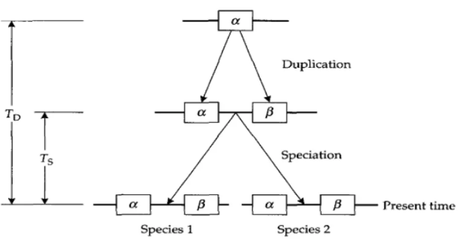 Gambar 2.9. Model untuk memperkirakan adanya duplikasi gen (T D ). 