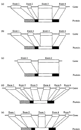Gambar 2.2. Lima kemungkinan hubungan antara susunan ekson dalam gen dan domain structural proteinnya (Sumber: Graur, 2000)