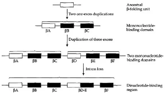 Gambar 2.4. Skenario hipotesis untuk evolusi pada pengikatan wilayah dinukleotida (Sumber: Graur, 2000)