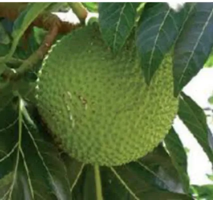 Gambar 2. buah sukun  e.  Biji 