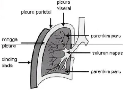 Gambar 1. Tampilan depan paru dan pleuranya 