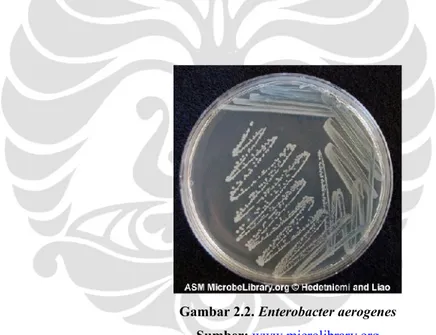 Gambar 2.2. Enterobacter aerogenes Sumber: www.microlibrary.org