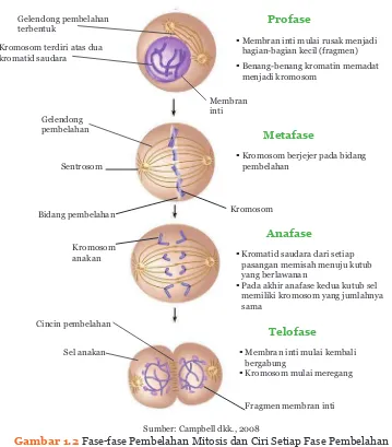 Gambar 1.2 Fase- fase Pembelahan Mitosis dan Ciri Setiap Fase Pembelahan 