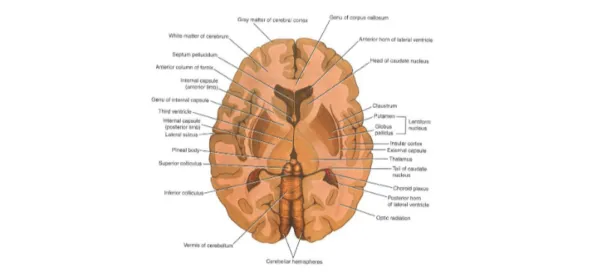 Gambar 2.1  Potongan horizontal serebrum dilihat dari atas, menunjukkan batas antara kapsula interna, nukleus lentiformis, nukleus kaudatus dan thalamus