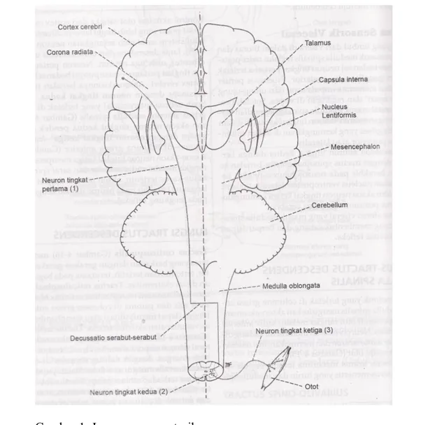 Gambar 1. Jaras neuron motorik