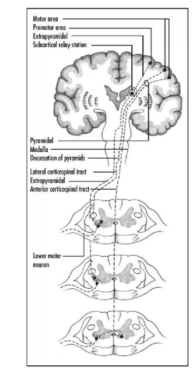 Gambar 2. Jaras pyramidal dan ekstrapiramidal