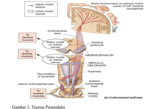 Gambar 3. Tractus Piramidalis