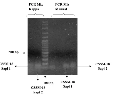 Gambar 3. Hasil Visualisasi Gen Callypige dengan Marker CSSM-18 pada gel agaroseDengan pengunaan variasi PCR Mix (Beri Keterangan spt Gbr 2)