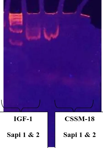 Gambar 4. Hasil visualisasi IGF-1 dan Gen Callypige pada gel
