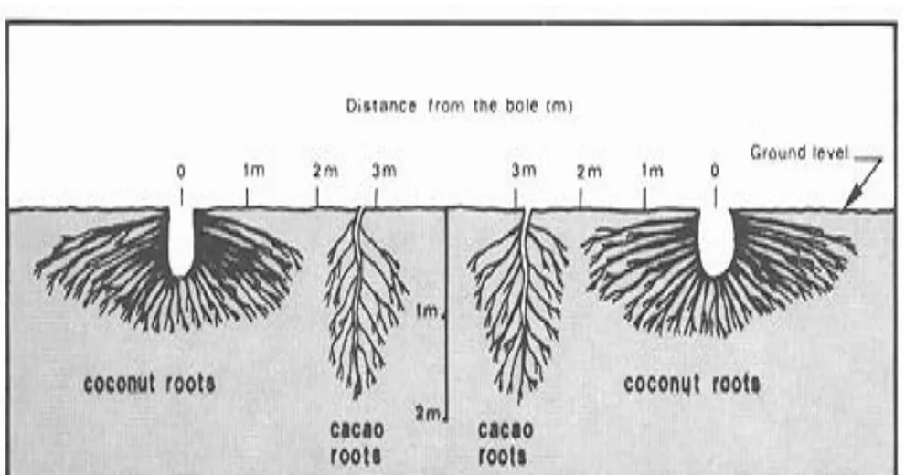 Figure 3b. Schematic representation of vertical root  distribution of cacao intercropped with coconut (Nelliat 