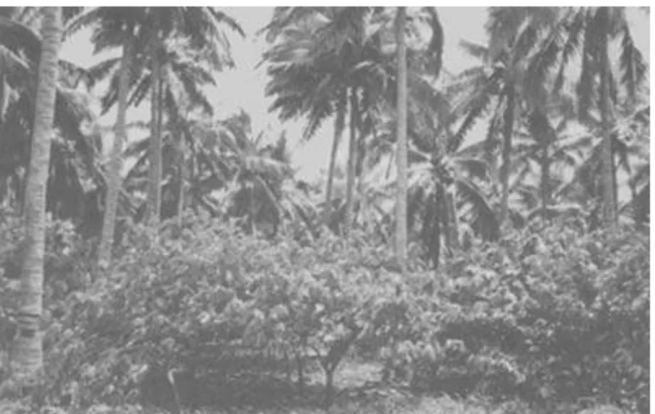 Figure 4. - Vanuatu: intercropping of cocoa and coconut. 