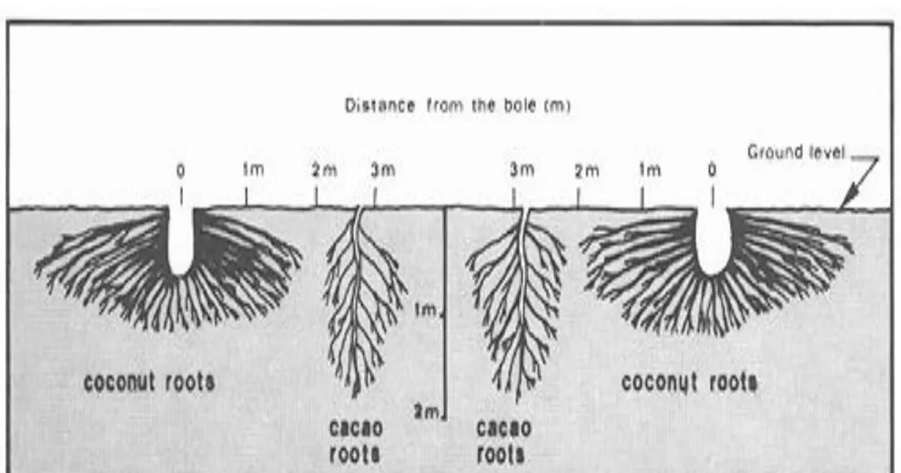 Figure 3b. Schematic representation of vertical root  distribution of cacao intercropped with coconut (Nelliat 