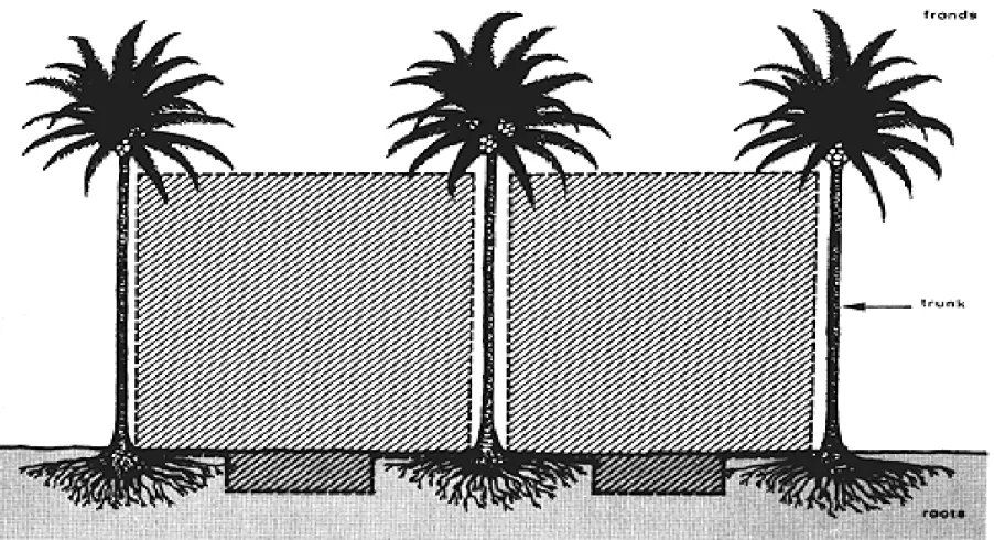 Figure 1. - Schematic representation of available  intercropping area in coconut stands  