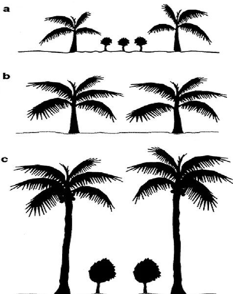 Figure 5. - Illustration of the underplanting potential of a  palm plantation at different stages of development:  