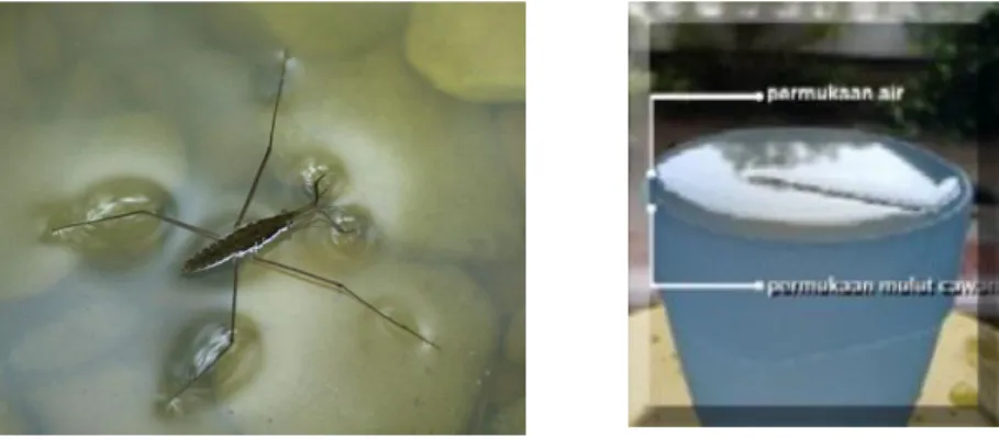 Gambar  15. Serangga yang dapat bertahan di atas permukaan air  akibat tegangan permukaan 