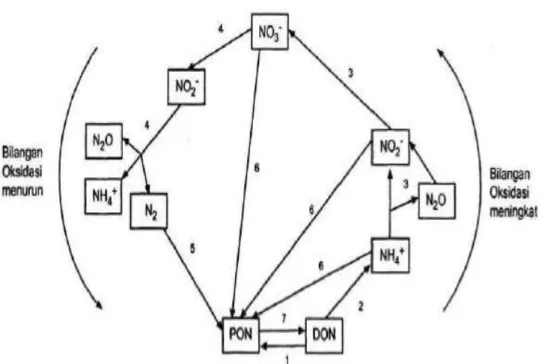 Gambar  1.  Skema  Siklus  Biogeokimiawi  Nitrogen:  1)  remineralisasi,  2)  amonifikasi,  3)  nitrifikasi,  4)  denitrifikasi (reduksi  nitrat disimilatori), 5) fiksasi  nitrogen, 6) reduksi nitrogen asimilatori, 7)  asimilasi  DON (LIBES, 1992 dikutip S