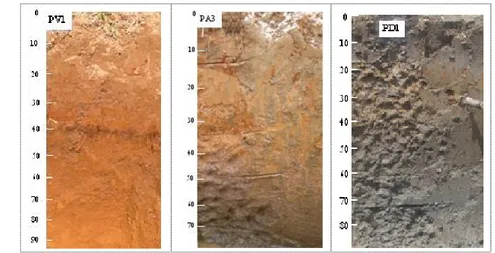 Gambar  9    Kenampakan  pedon  yang  berkembang  di  daerah  volkanik  PV1),  Dataran Aluvial (PA3) dan Dataran Lakustrin (PD1)
