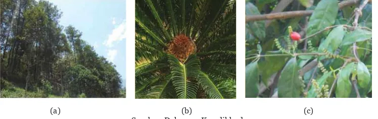 Gambar 2.29 (a) Hutan Pinus, (b) Pakis Haji, dan (c) Biji Tanaman Melinjo
