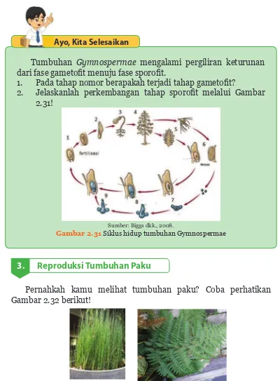 Gambar 2.31 Siklus hidup tumbuhan Gymnospermae