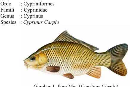 Gambar 1. Ikan Mas (Cyprinus Carpio) (Sumber : ediaswanto.wordpress.com) 2.1.2 Habitat dan Distribusi Ikan Mas (Cyprinus carpio)