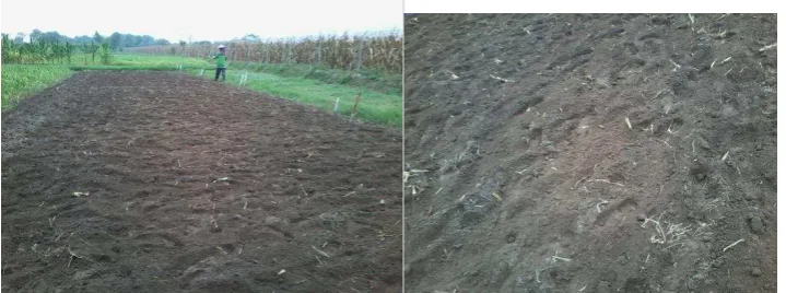 Gambar 1. Penanaman benih jagung 