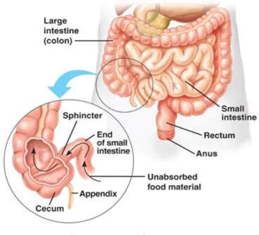 Gambar 3. Anatomi Cecum