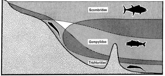 Gambar  4.  Distribusi  horizontal  dan  vertikal  dari  Scombridae  (epipelagis),  Gempylidae  (mesopelagis  dan  benthopelagis)  dan  Trichiuridae  (benthopelagis) (Nakamura dan Parin, 1993) 