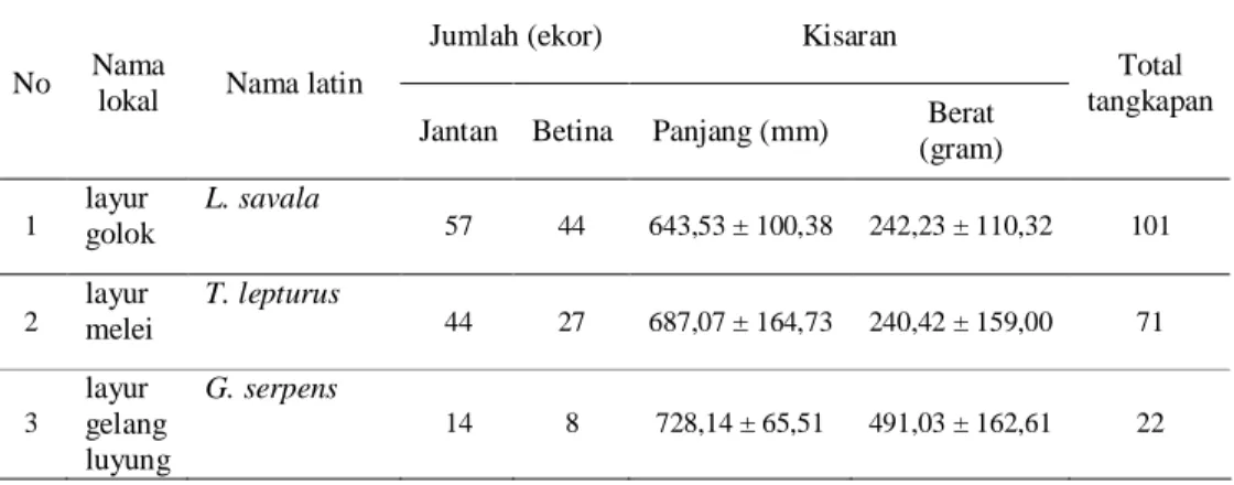 Tabel  4.    Komposisi  hasil  tangkapan  ikan  layur  selama  penelitian  di  perairan  Palabuhanratu 