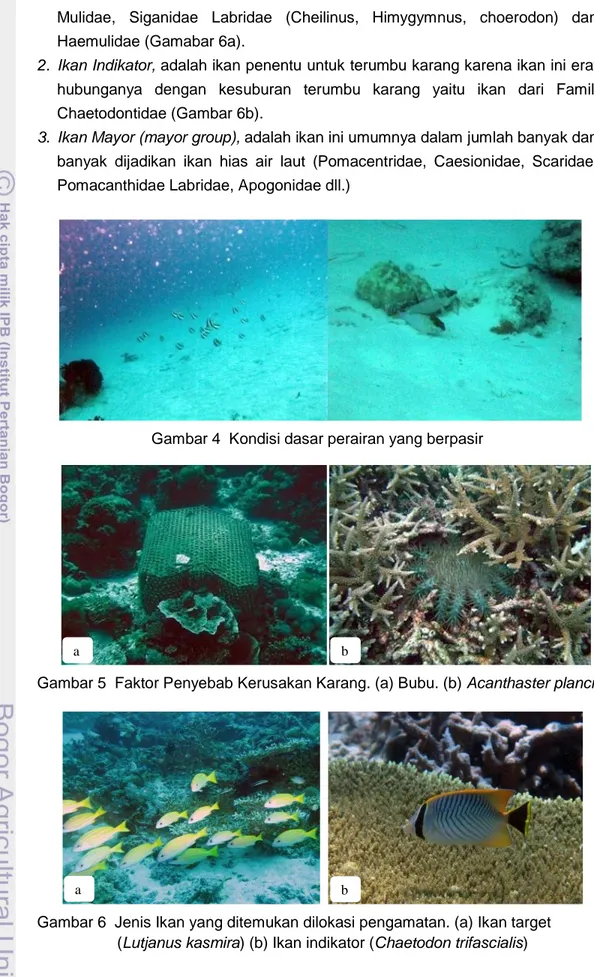 Gambar 4  Kondisi dasar perairan yang berpasir 