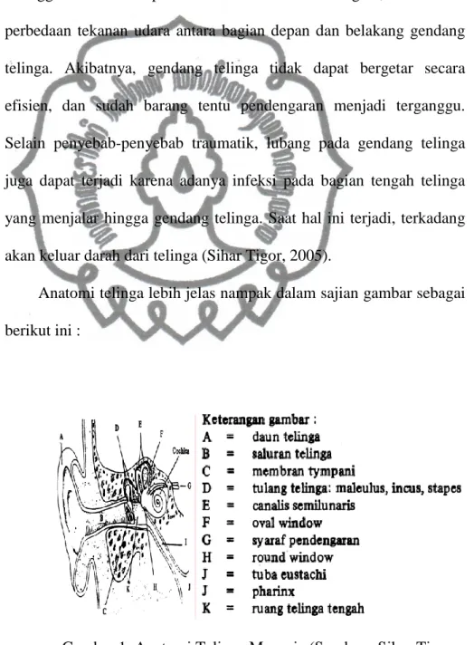 Gambar 1. Anatomi Telinga Manusia (Sumber : Sihar Tigor,  2005). 