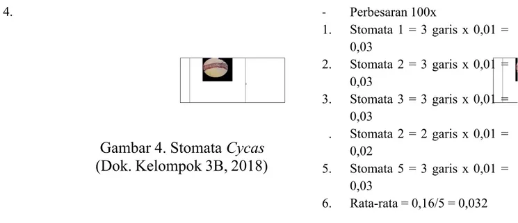 Gambar 4. Stomata Cycas (Dok. Kelompok 3B, 2018) - Perbesaran 100x1. Stomata  1  =  3  garis  x  0,01  =0,032.Stomata  2  =  3  garis  x  0,01  =0,033.Stomata  3  =  3  garis  x  0,01  =0,03.Stomata  2  =  2  garis  x  0,01  =0,02 5