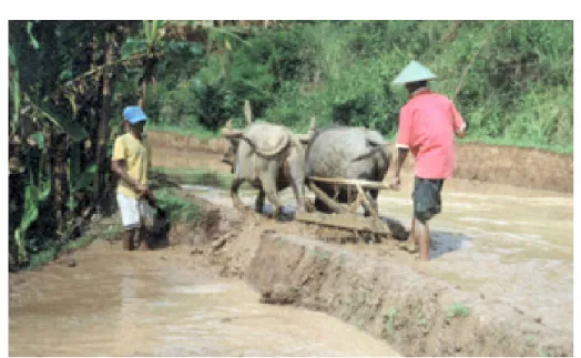 Gambar 8. Pembedahan pematang dilakukan petani di petak no. 1 (Foto: M.    