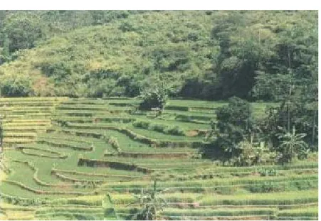 Gambar 1. Lahan sawah yang dijadikan lokasi penelitian berada pada ketinggian 600  m dpl dengan kemiringan 22% (Foto : Steve A