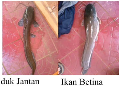 Gambar 1. Induk Jantan dan Betina Ikan Lele Matang Gonad