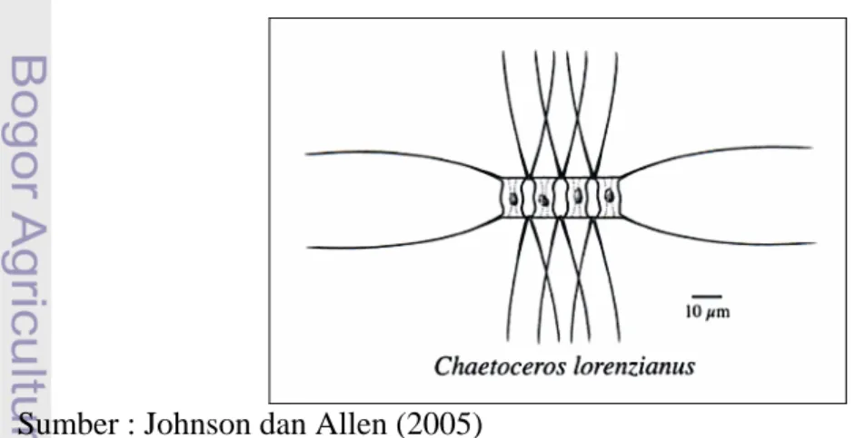 Gambar 2.  Chaetoceros lorenzianus 