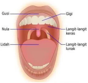 Gambar 45. Mulut 