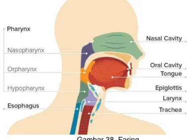 Gambar 38. Faring  (Sumber: https://informazone.com) 