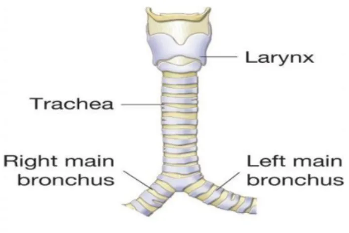 Gambar 39. Tenggorokan (trachea)  (Sumber: https://informazone.com) 