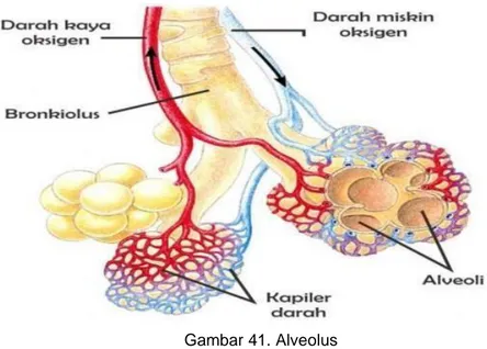 Gambar 41. Alveolus  (Sumber: https://informazone.com) 