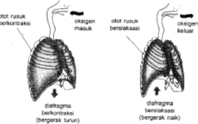 Gambar 43. Posisi diafragma ketika inspirasi dan ekspirasi  (Sumber: https://www.google.com/search) 