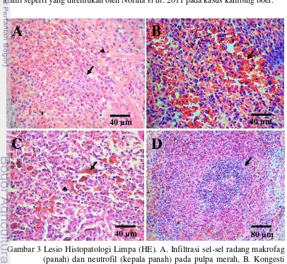 Gambar 3 Lesio Histopatologi Limpa (HE). A. Infiltrasi sel-sel radang makrofag (panah) dan neutrofil (kepala panah) pada pulpa merah, B