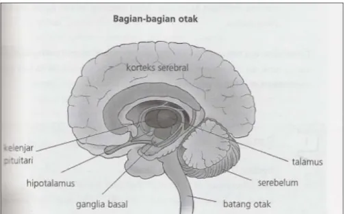 Gambar II-4  Bagian-bagian otak[BUZ05] 